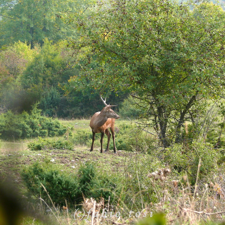 Alla corte di Sua Maest l''Unicorno - (fotoracconto fantasy)